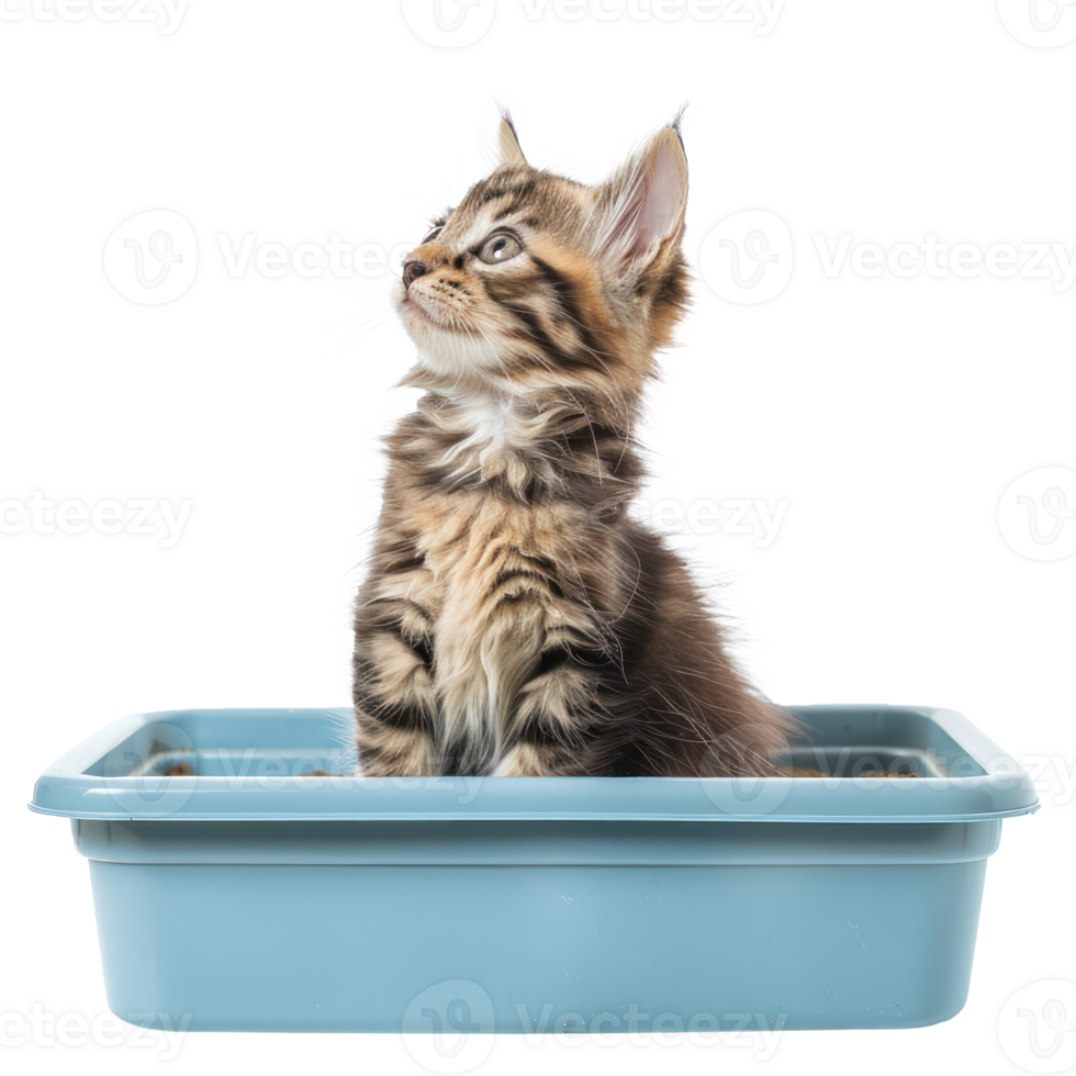 Kitten in the litter box side view isolate on transparency background png