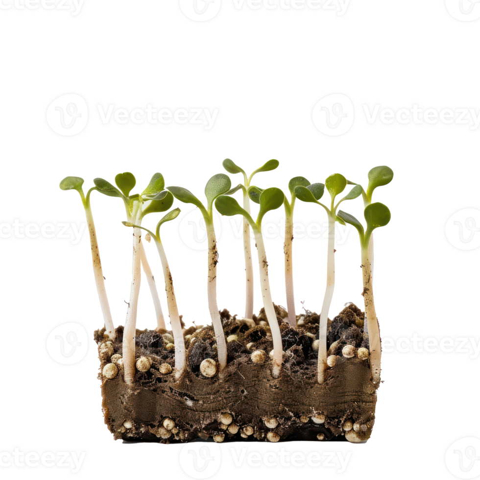 Fiber Seed Starting Cell isolate on transparency background png