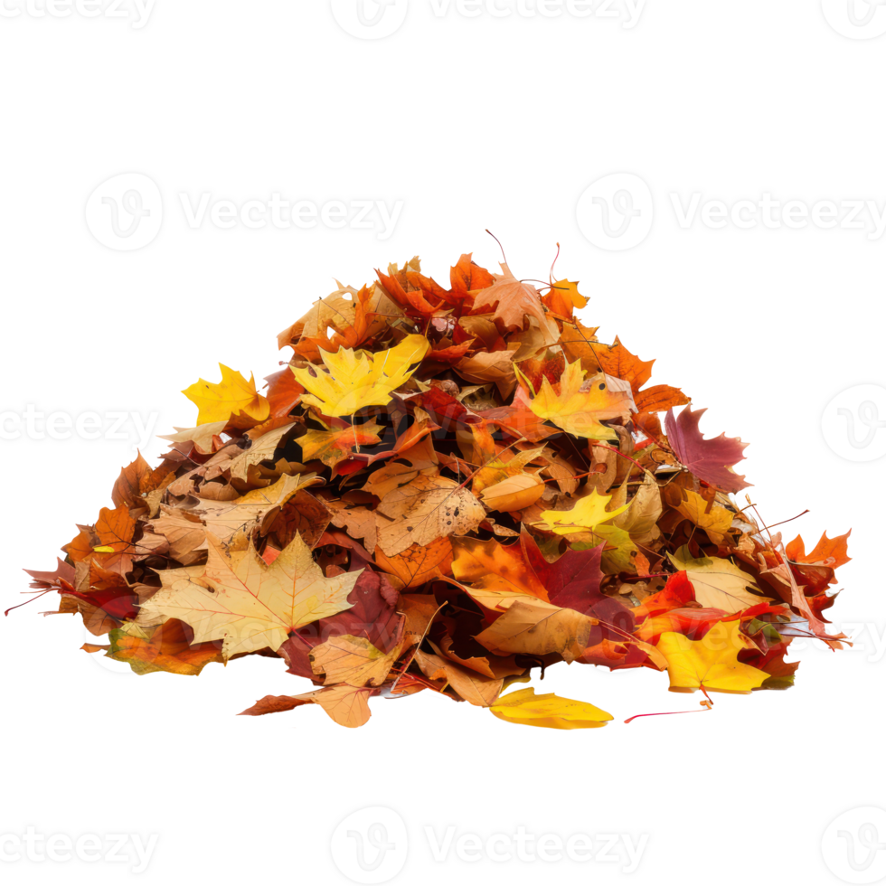 Autumn leaves fall on a pile side view isolate on transparency background png