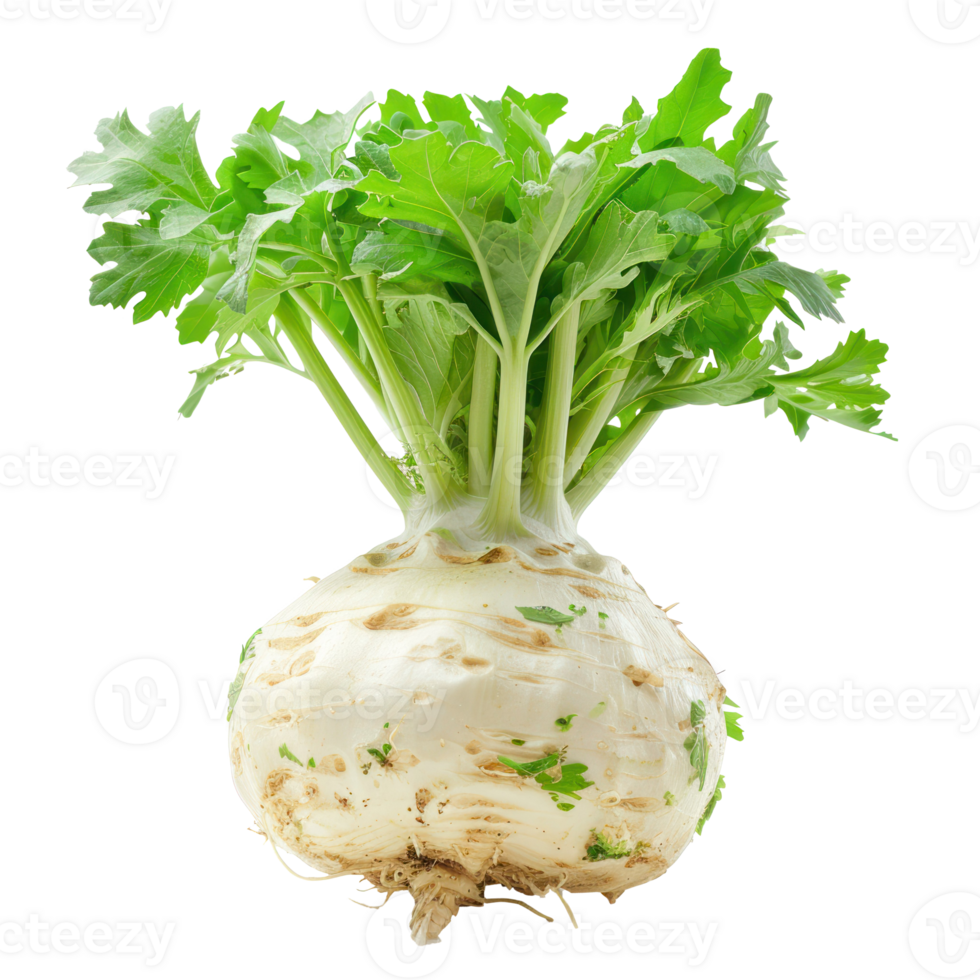 Celeriac, clipping path isolate on transparency background png