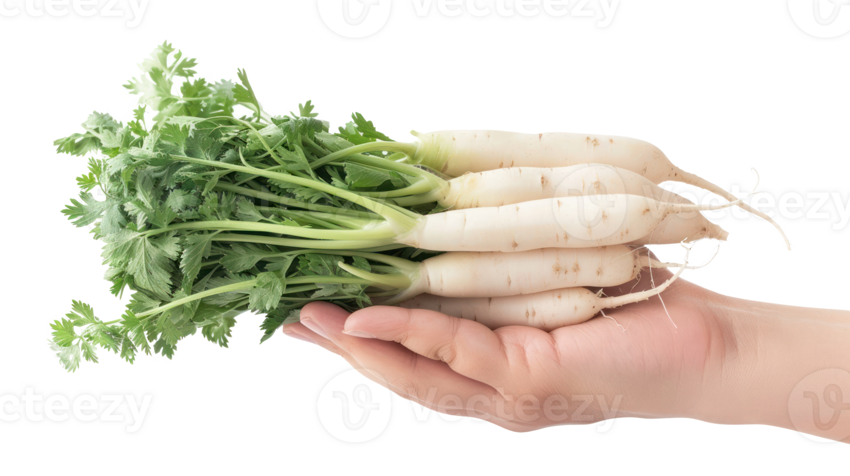 Hand holding Daikon isolate on transparency background png
