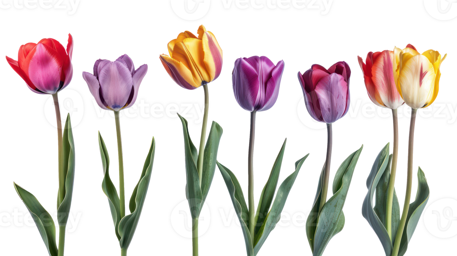 Seven different color tulip flower isolate on transparency background png