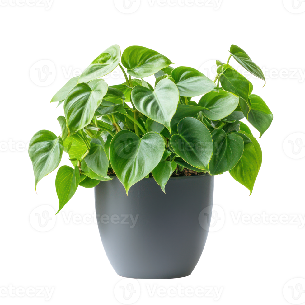 Philodendron Indoor Plant front view isolate on transparency background png