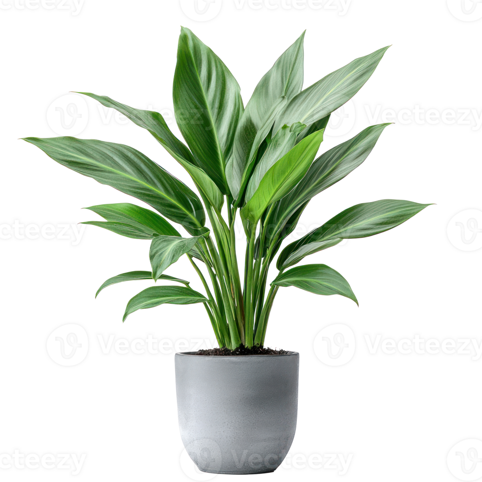 Aspidistra Elatior plant front view isolate on transparency background png