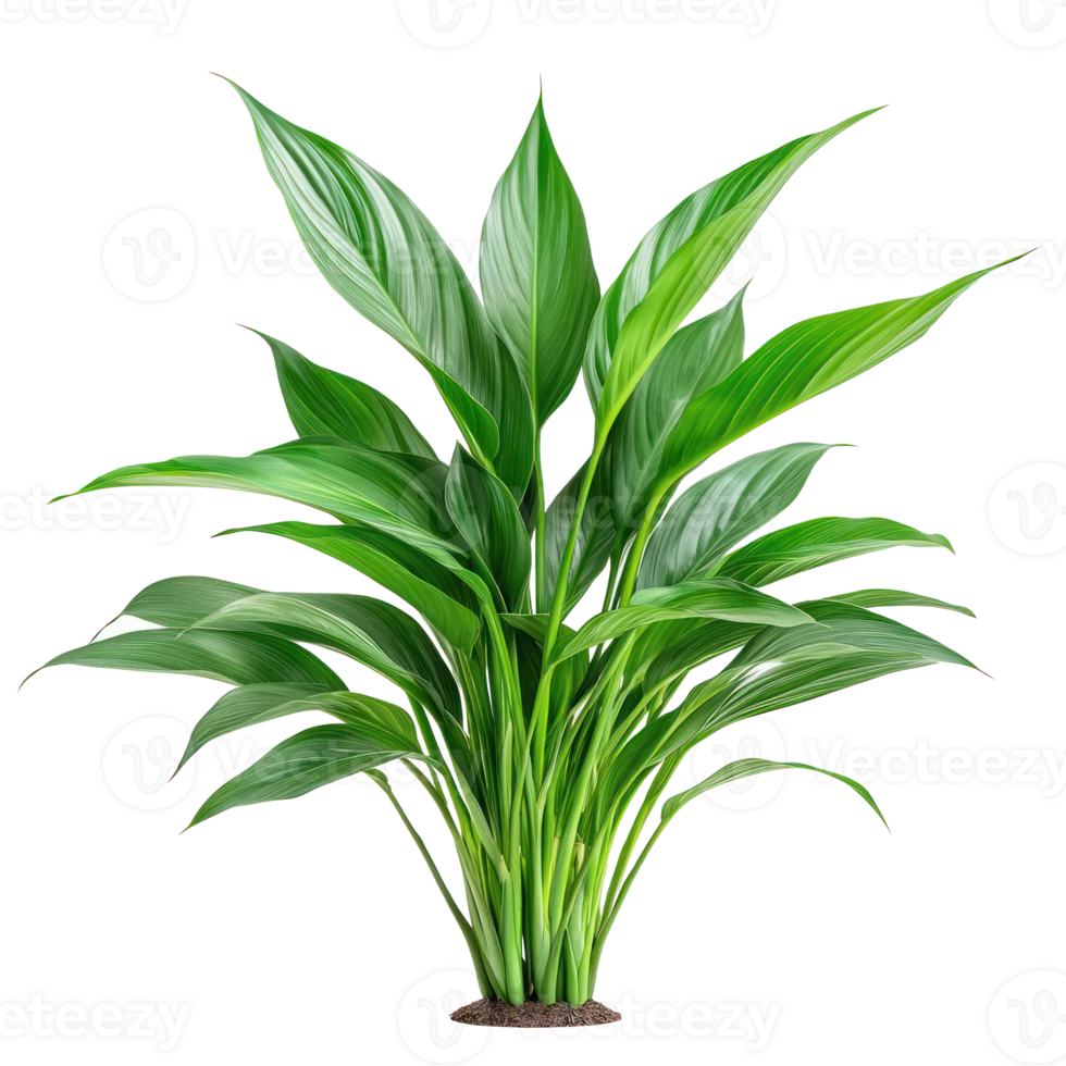Aspidistra Elatior plant isolate on transparency background png