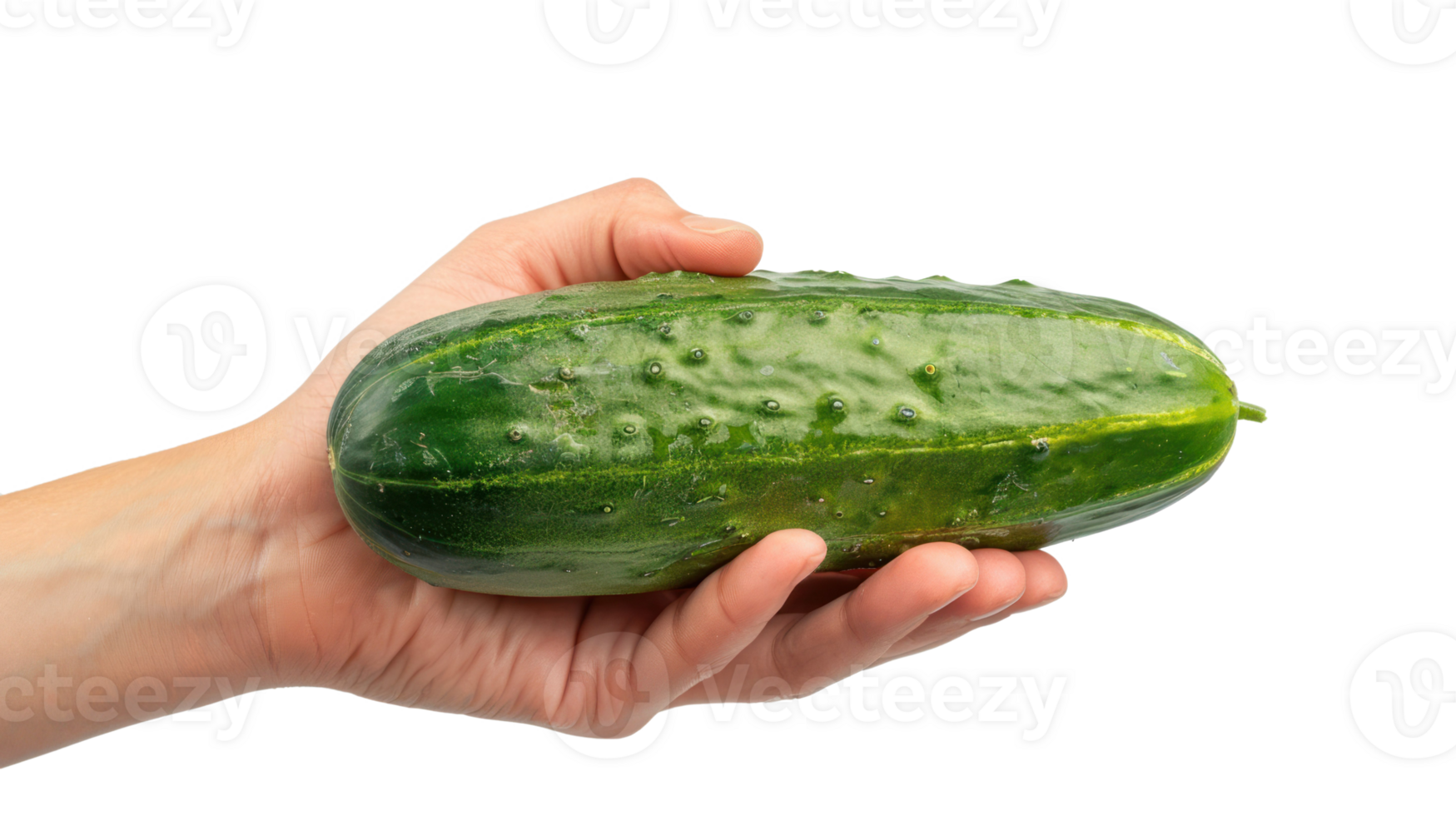 Hand holding Cucumber isolate on transparency background png