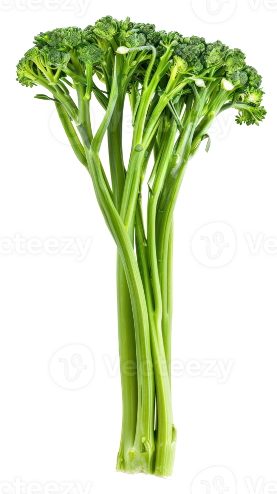 A single Broccolini isolate on transparency background png