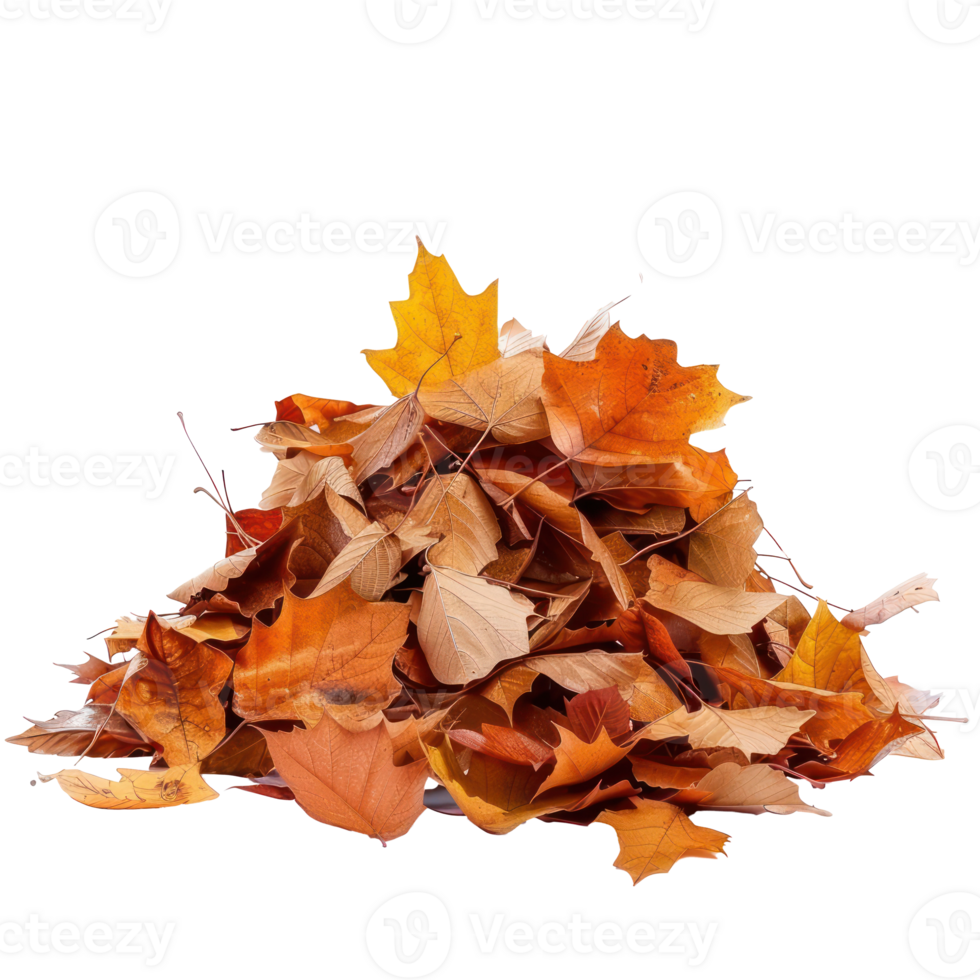 Autumn leaves fall on a pile isolate on transparency background png
