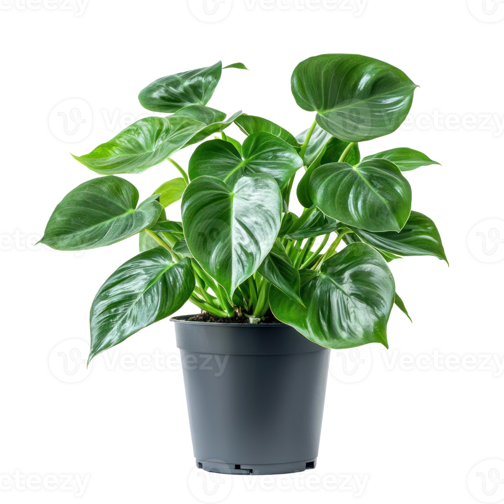 Philodendron Indoor Plant front view isolate on transparency background png