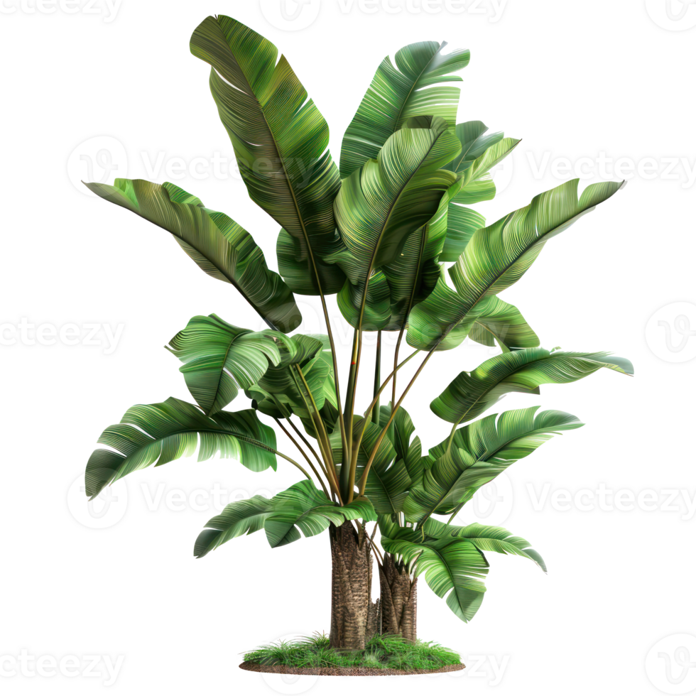 tropical jungle plant bush shrub tree plant side view isolate on transparency background png