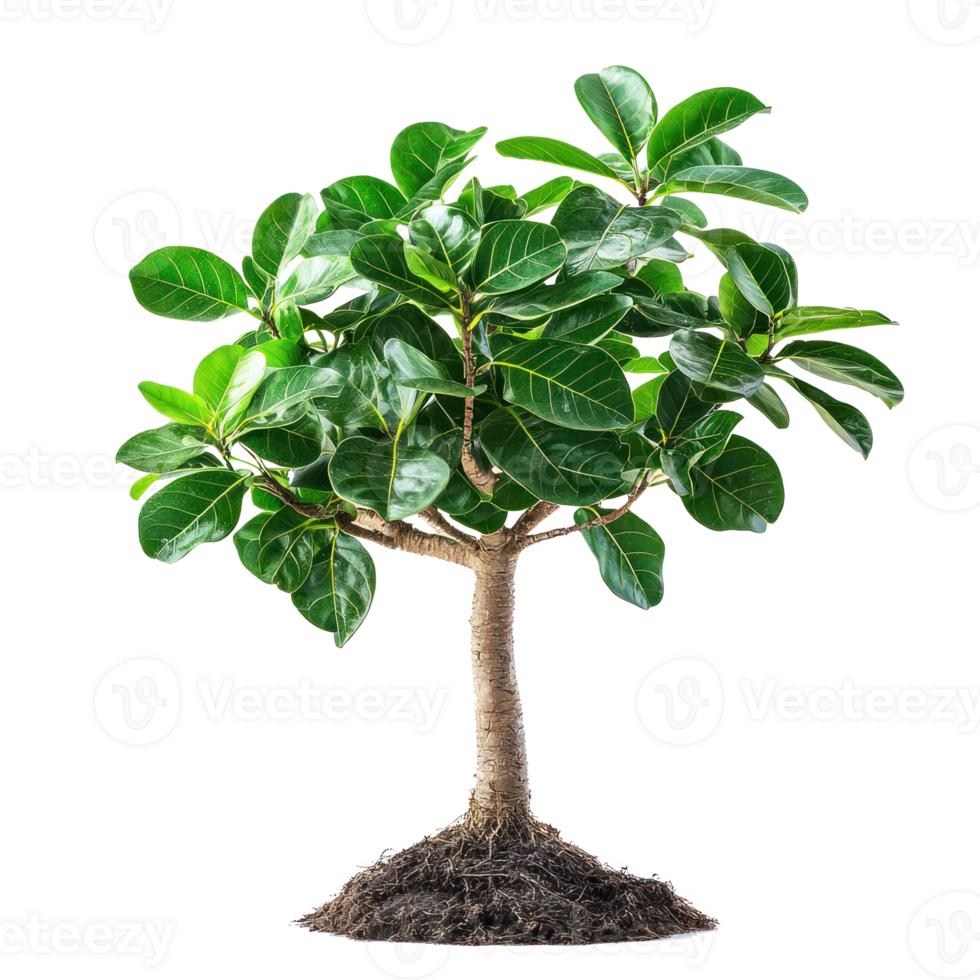 Ficus Belize plant front view isolate on transparency background png