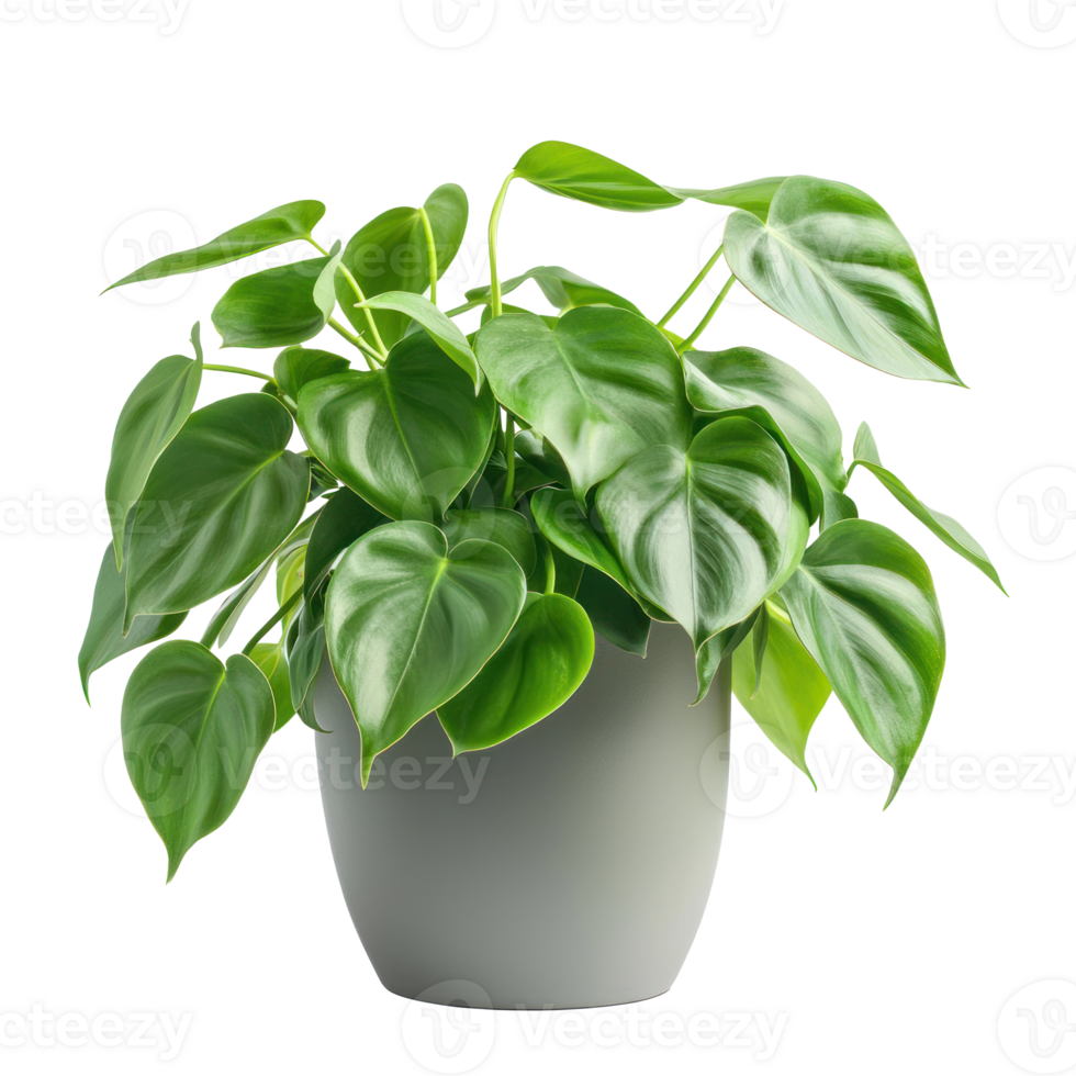 Philodendron Indoor Plant front view isolate on transparency background png
