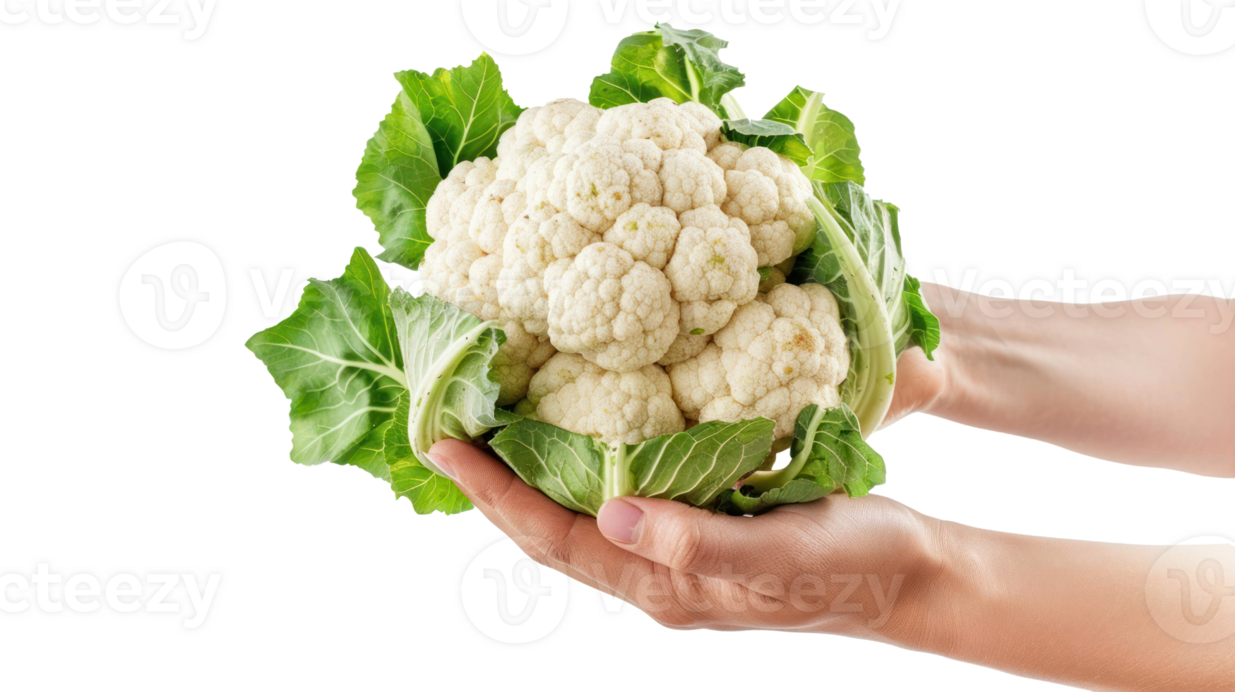 Hand holding Cauliflower isolate on transparency background png