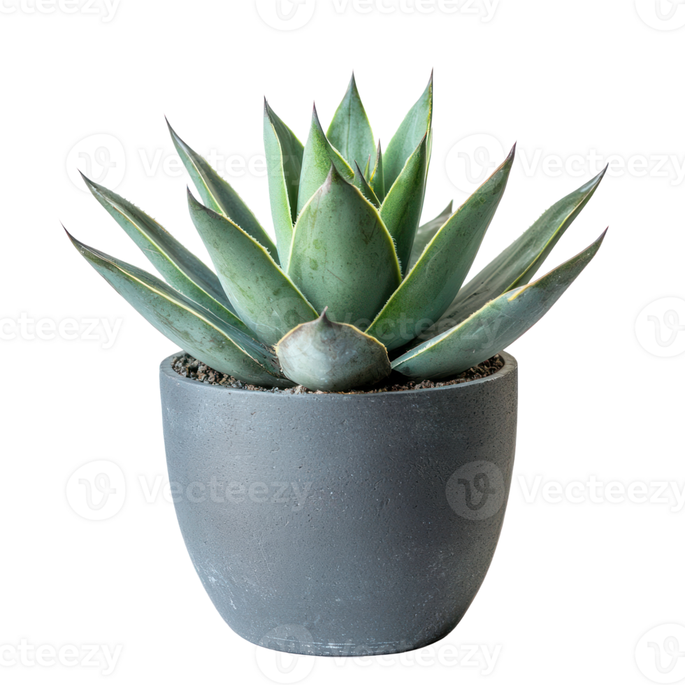 Agave succulent plant front view isolate on transparency background png