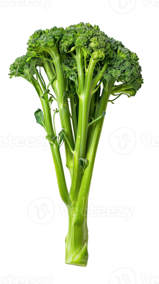 A single Broccolini isolate on transparency background png