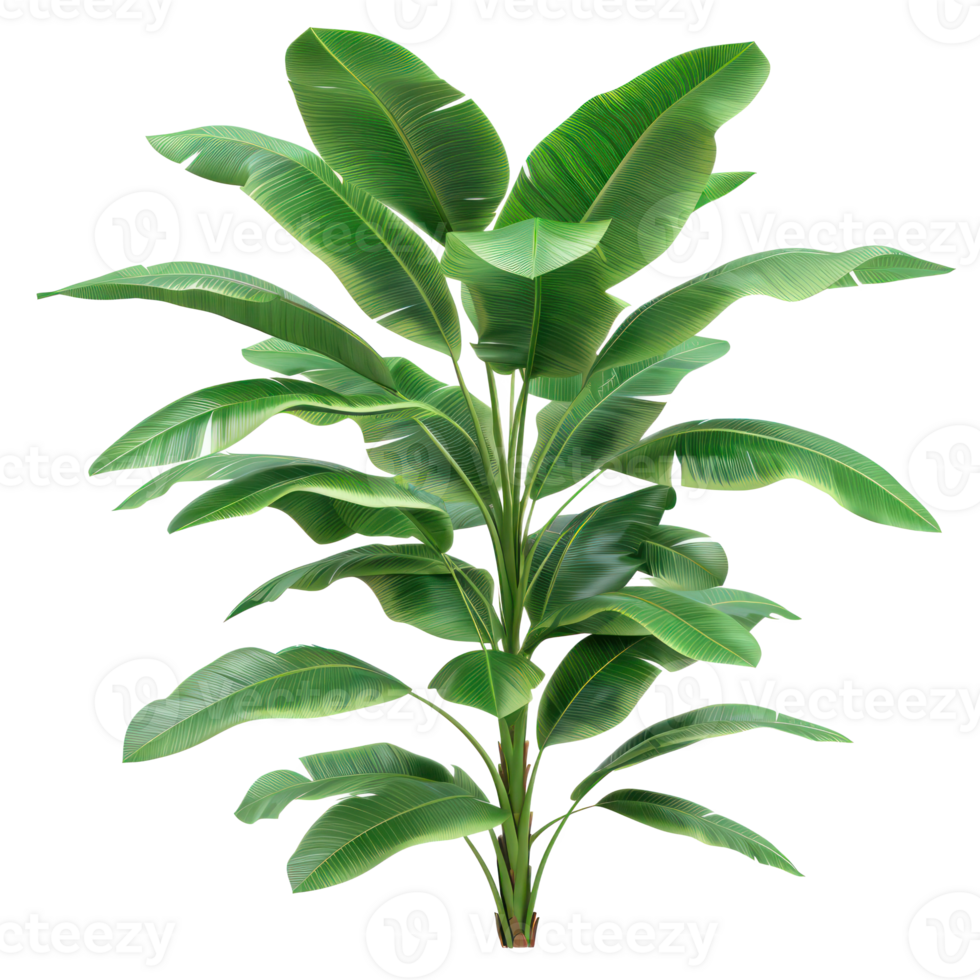 tropical jungle plant bush shrub tree plant side view isolate on transparency background png