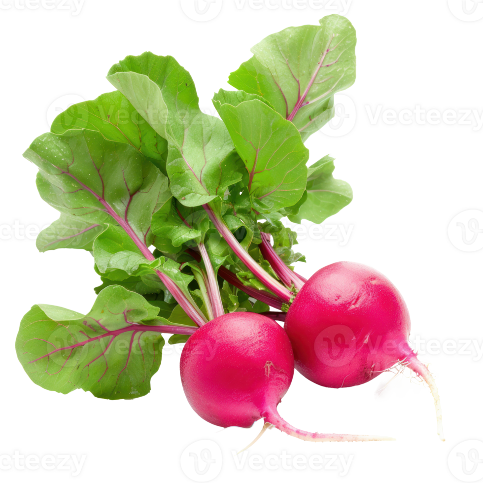 Radish, clipping path isolate on transparency background png