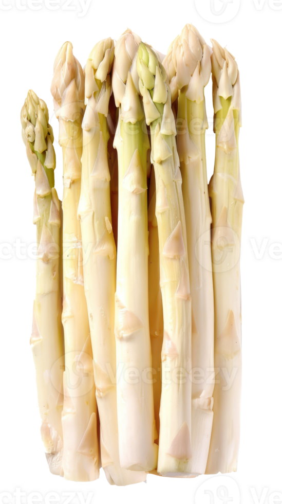 White asparagus isolate on white background png