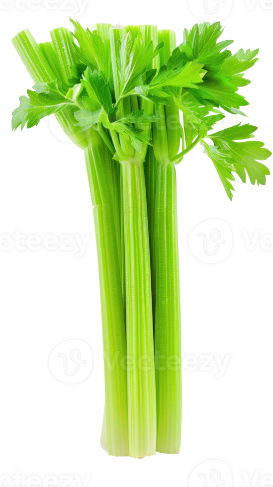 Celery, clipping path isolate on transparency background png