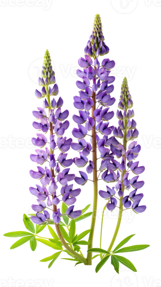 Beautiful lupines flower isolate on transparency background png