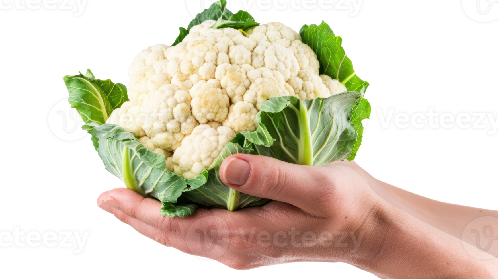 Hand holding Cauliflower isolate on transparency background png