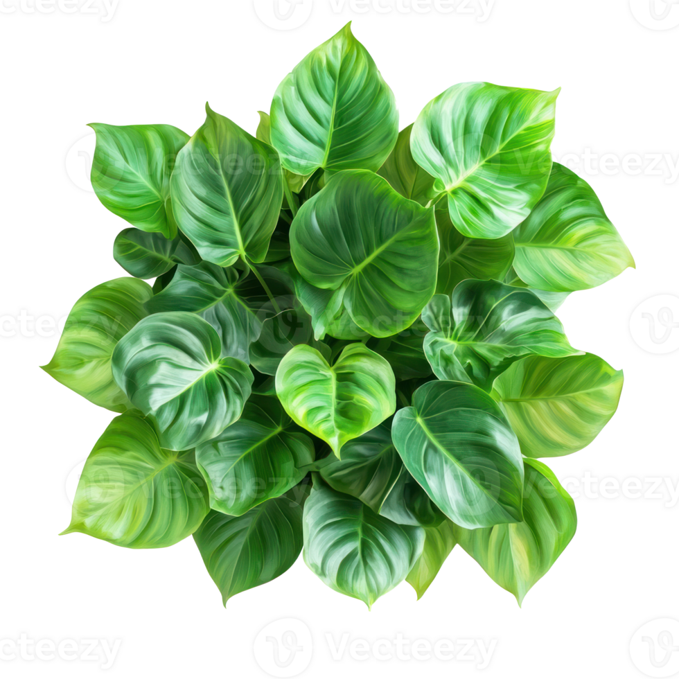 Philodendron Indoor Plant top view isolate on transparency background png