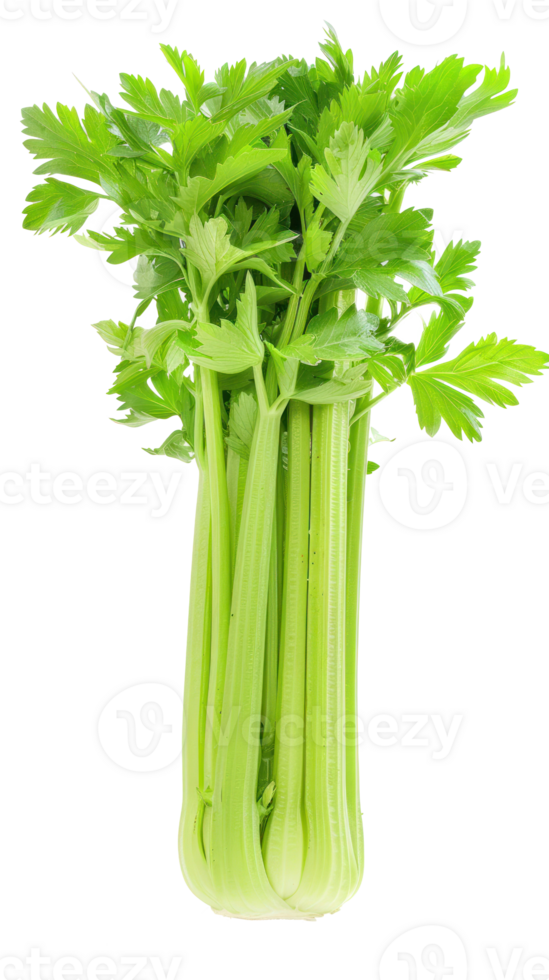 Celery, clipping path isolate on transparency background png