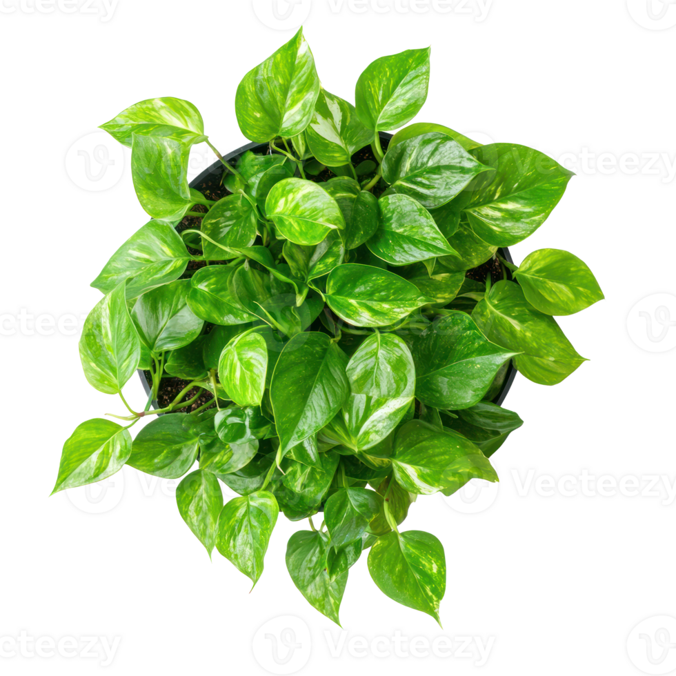 Pothos Indoor Plant top view isolate on transparency background png