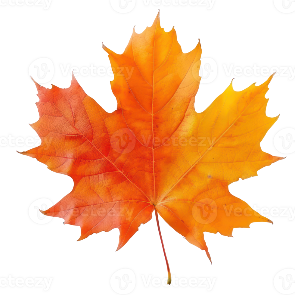 Maple autumn fall leaves front view isolate on transparency background png