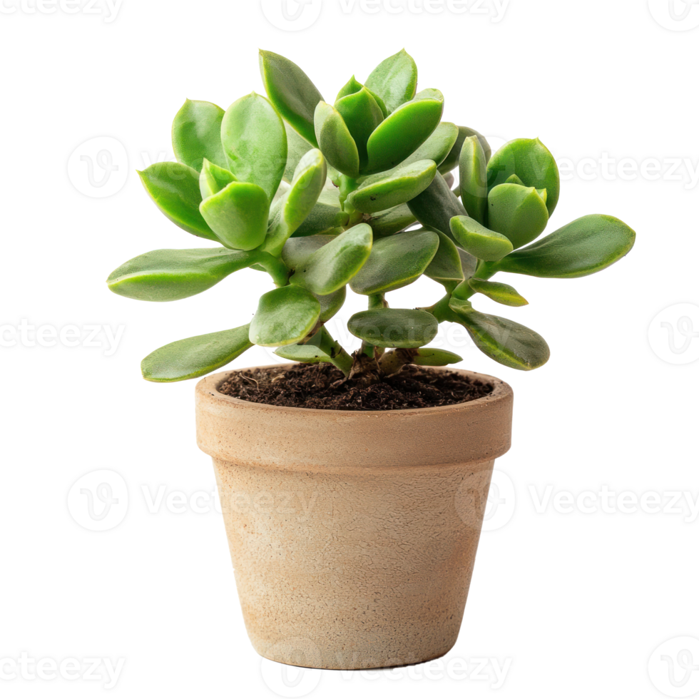 Jade Plant succulent plant front view isolate on transparency background png
