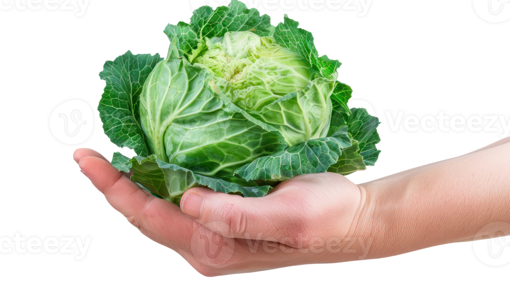 Hand holding Green Cabbage isolate on transparency background png