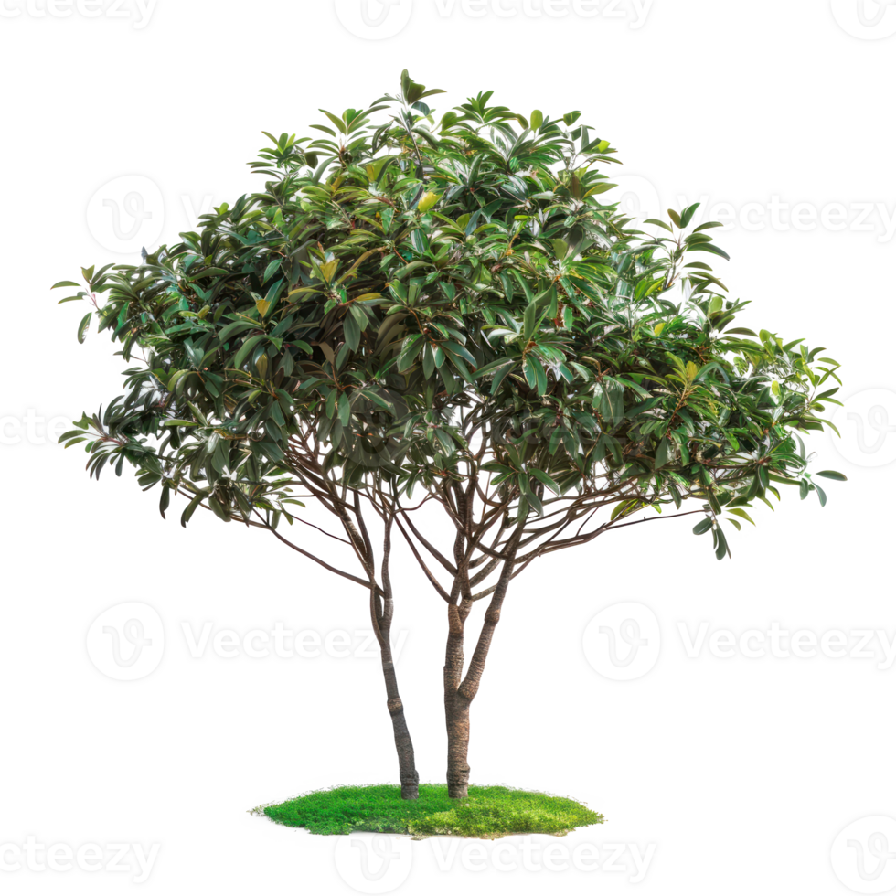 tropical jungle plant bush shrub tree plant side view isolate on transparency background png