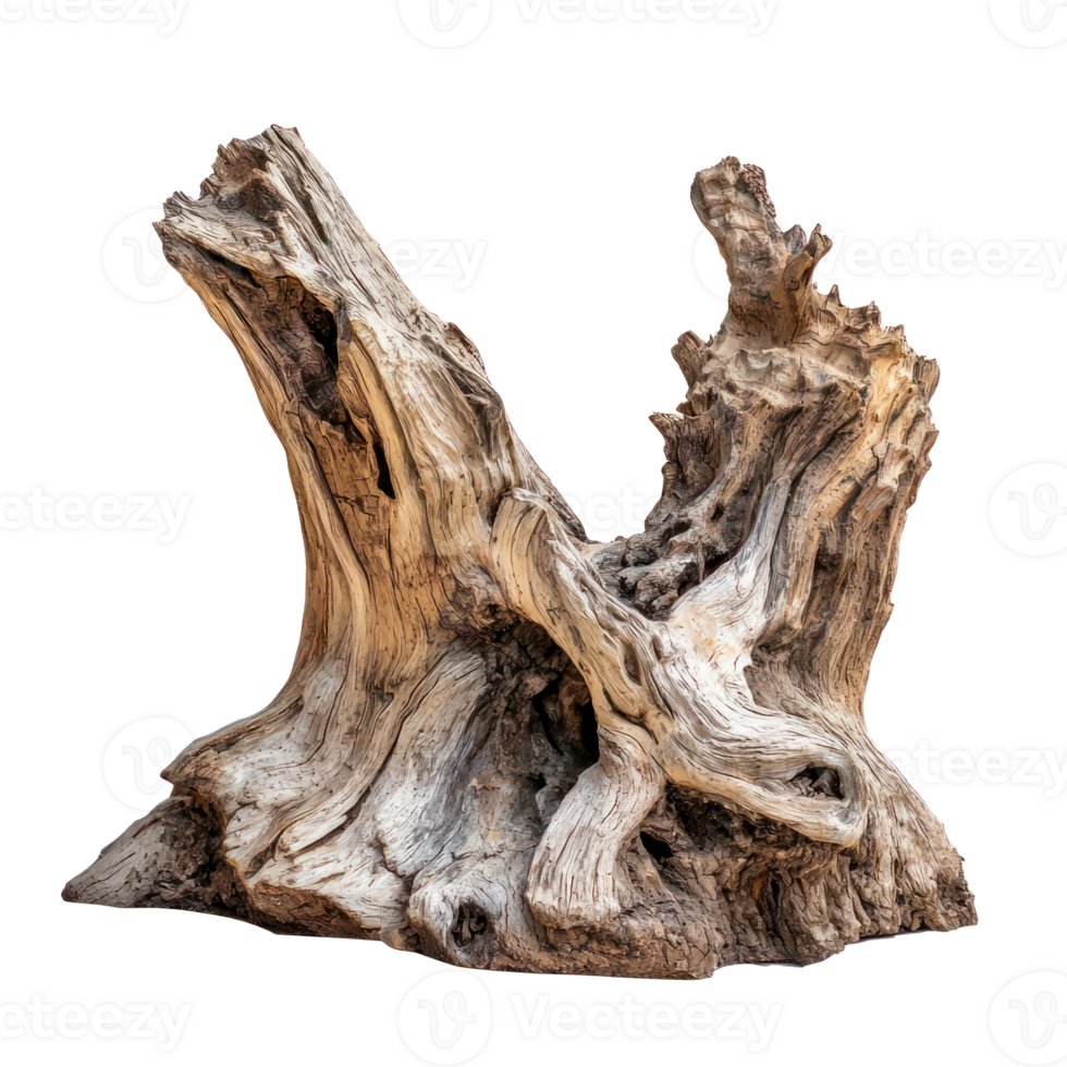 Dead driftwood tree stump side view isolate on transparency background png