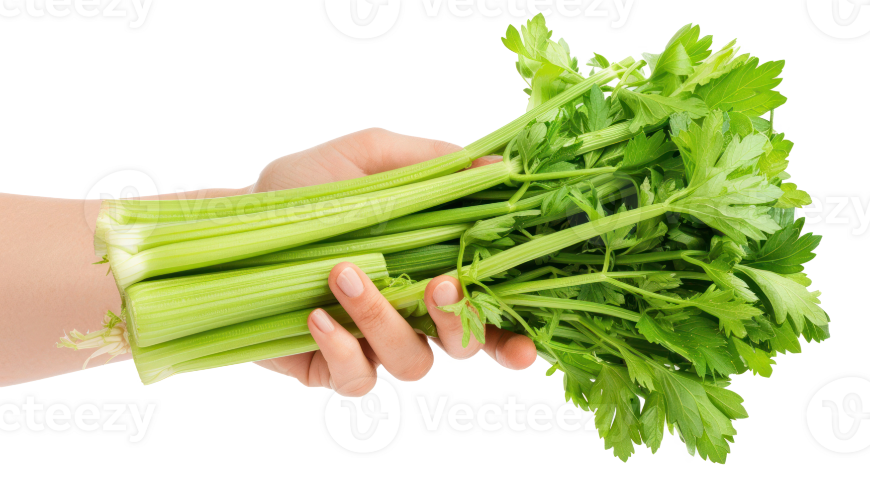 Hand holding Celery isolate on transparency background png