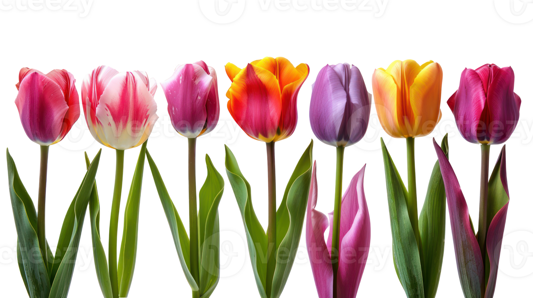 Seven different color tulip flower isolate on transparency background png