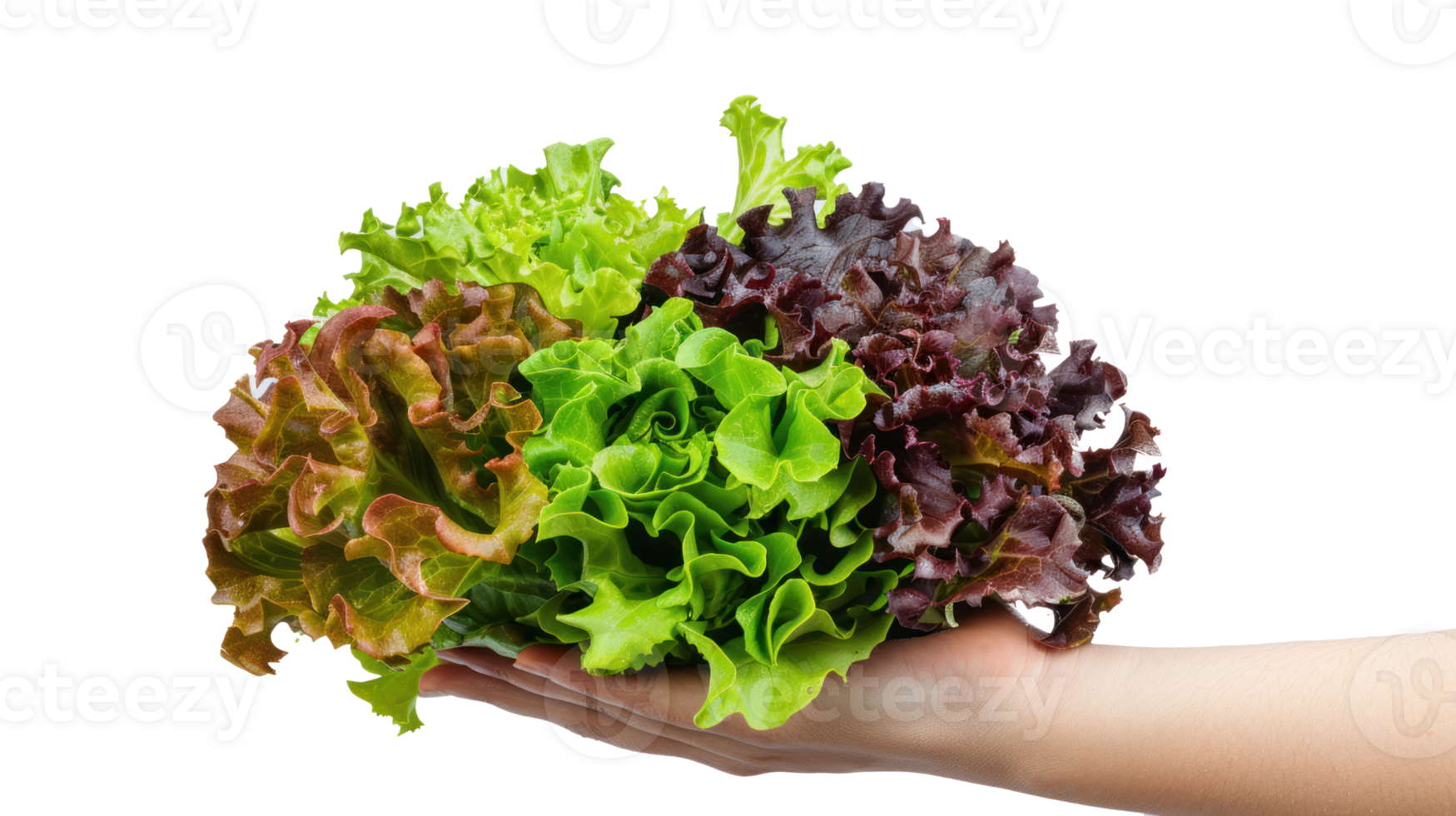 Hand holding Green and Red Leaf Lettuce isolate on transparency background png