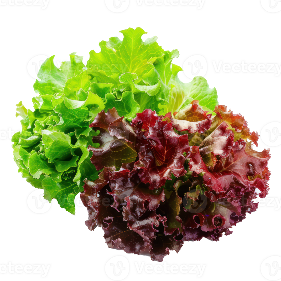 Green and Red Leaf Lettuce, clipping path isolate on transparency background png