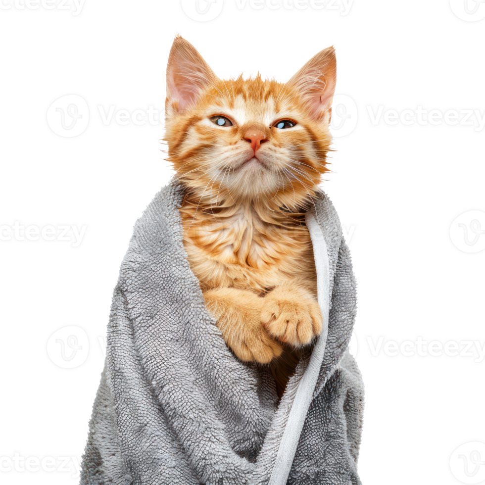 Smiling cute cat wrap in towel after bathing front view isolate on transparency background png