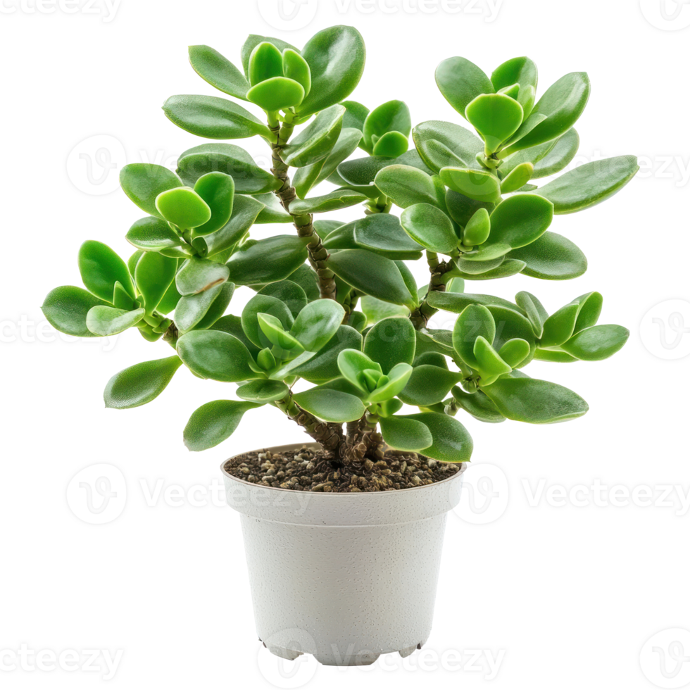 Jade Plant succulent plant isolate on transparency background png
