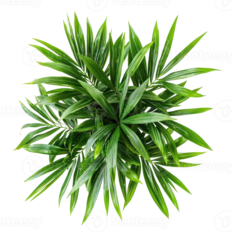 Parlor Palm Indoor Plant top view isolate on transparency background png