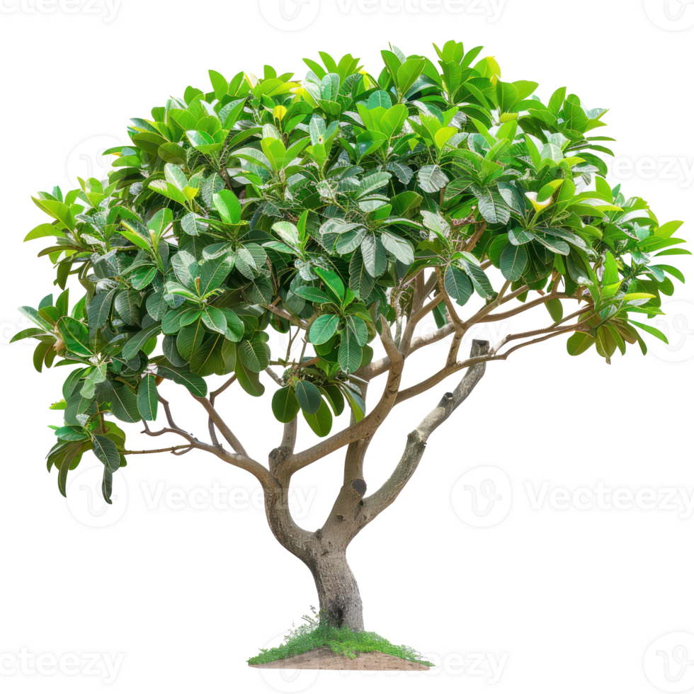 tropical jungle plant bush shrub tree plant side view isolate on transparency background png