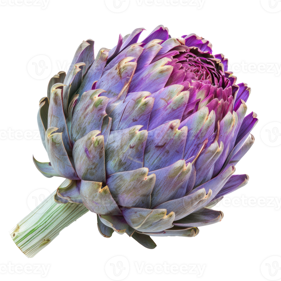 Artichoke isolate on white background png