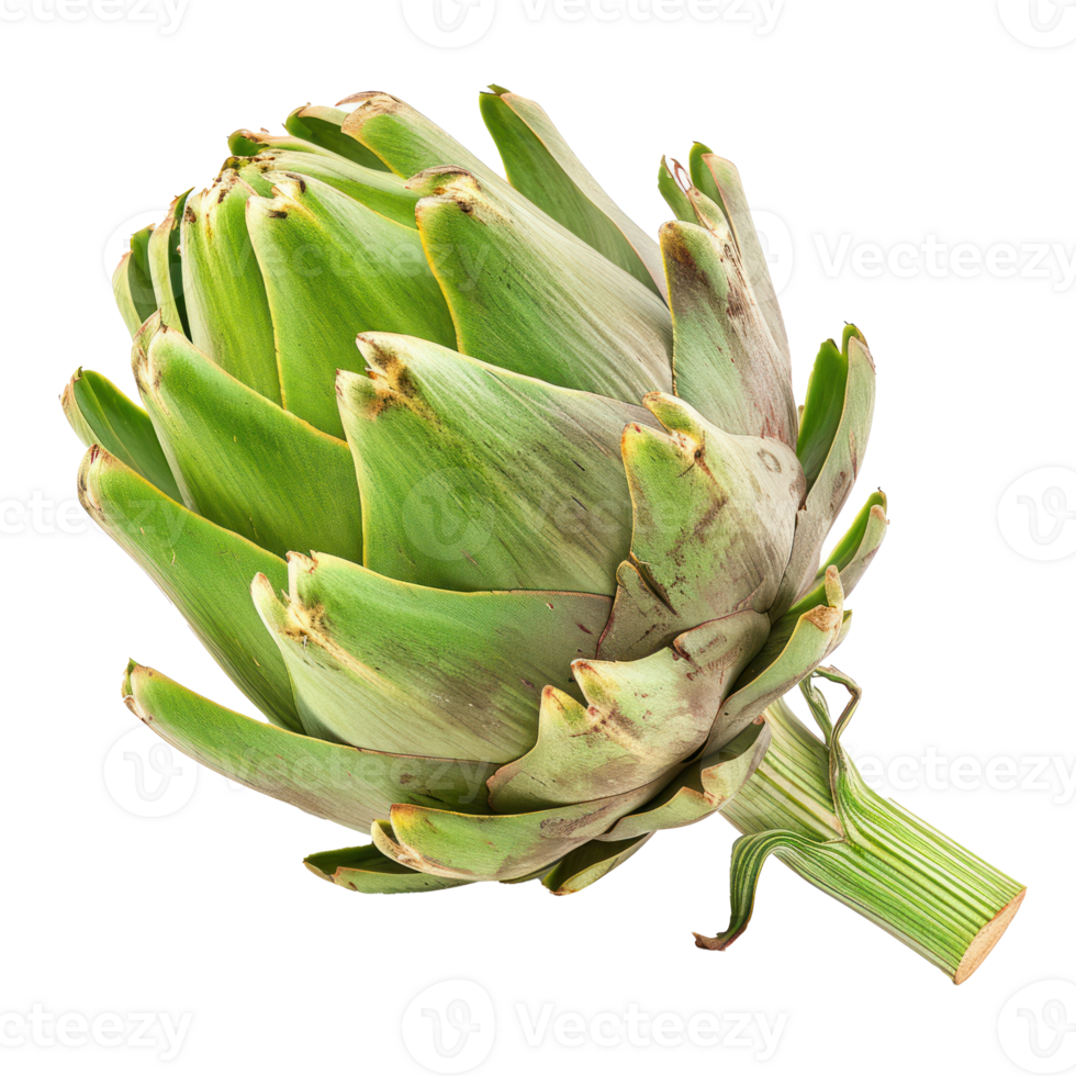 artichoke on a white background png