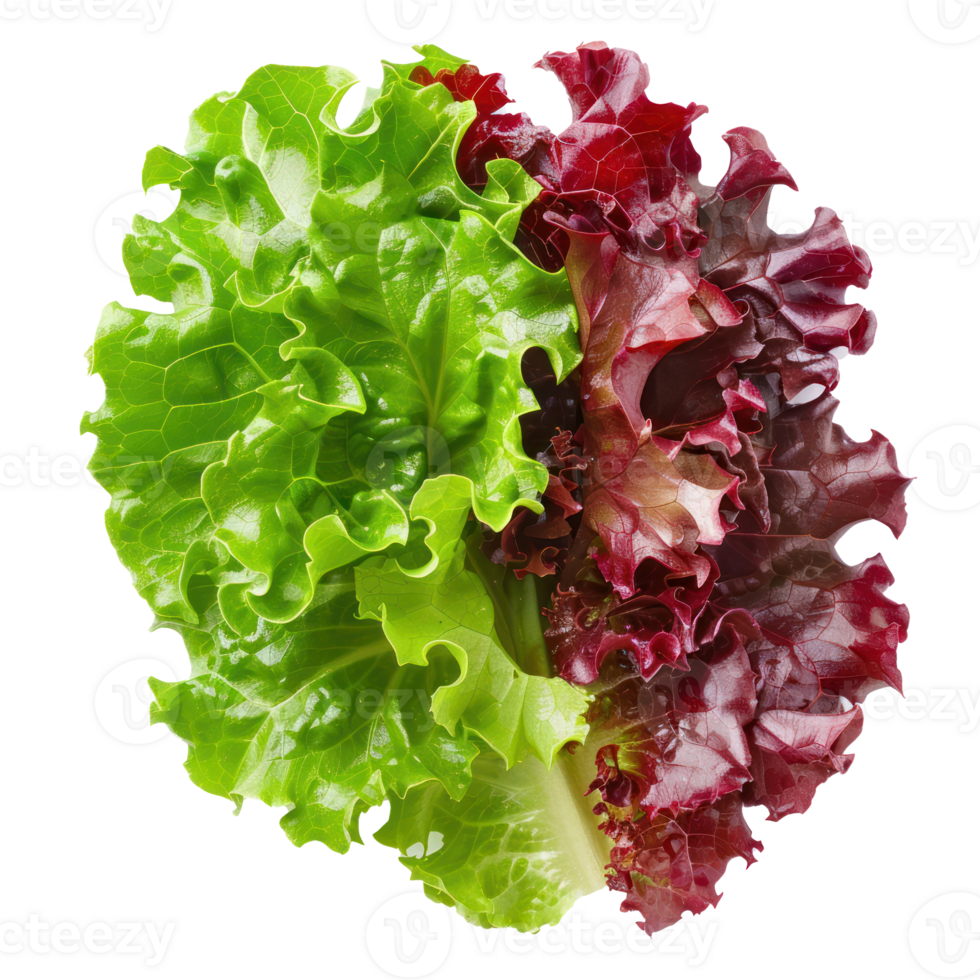 Piece of Green and Red Leaf Lettuce isolate on transparency background png