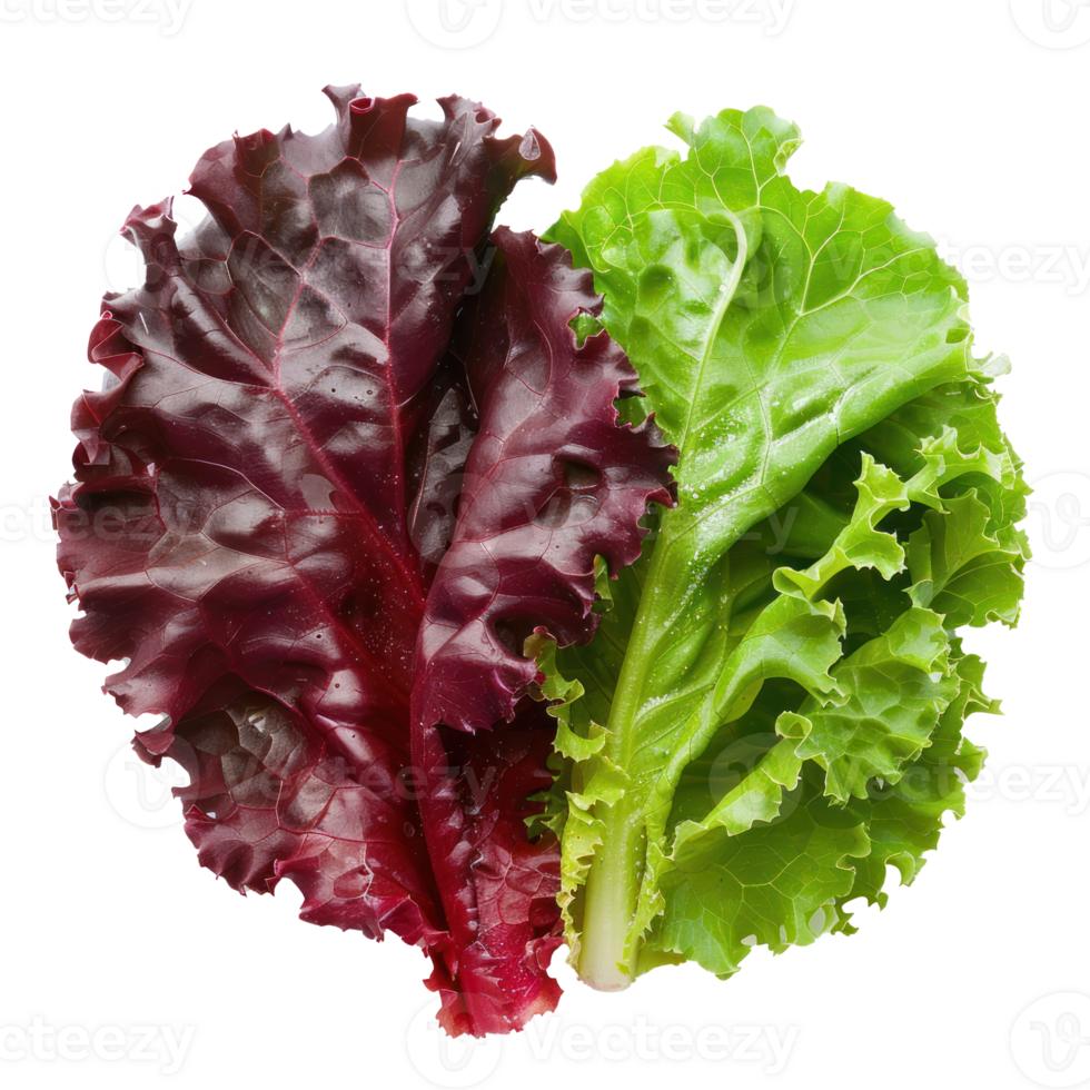 whole and half Green and Red Leaf Lettuce isolate on transparency background png