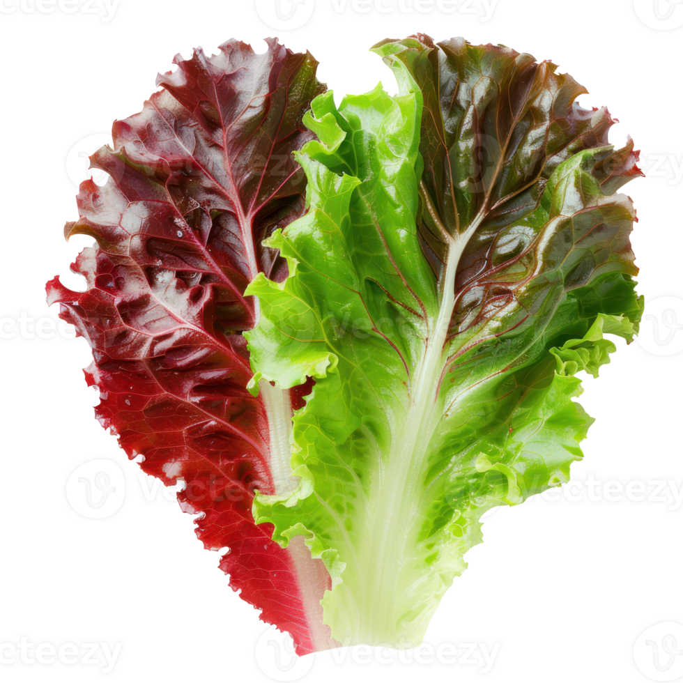 Piece of Green and Red Leaf Lettuce isolate on transparency background png
