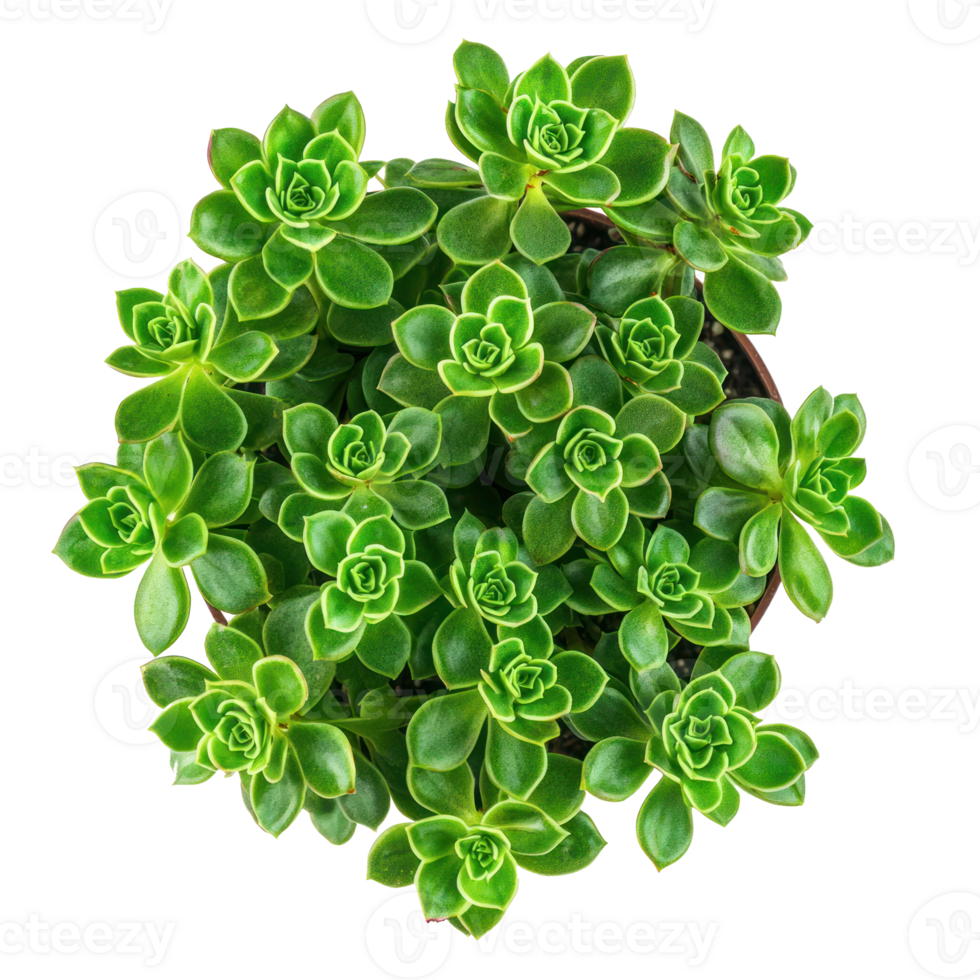 Sedum succulent plant top view isolate on transparency background png