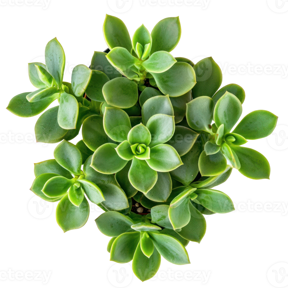 Jade Plant succulent plant top view isolate on transparency background png