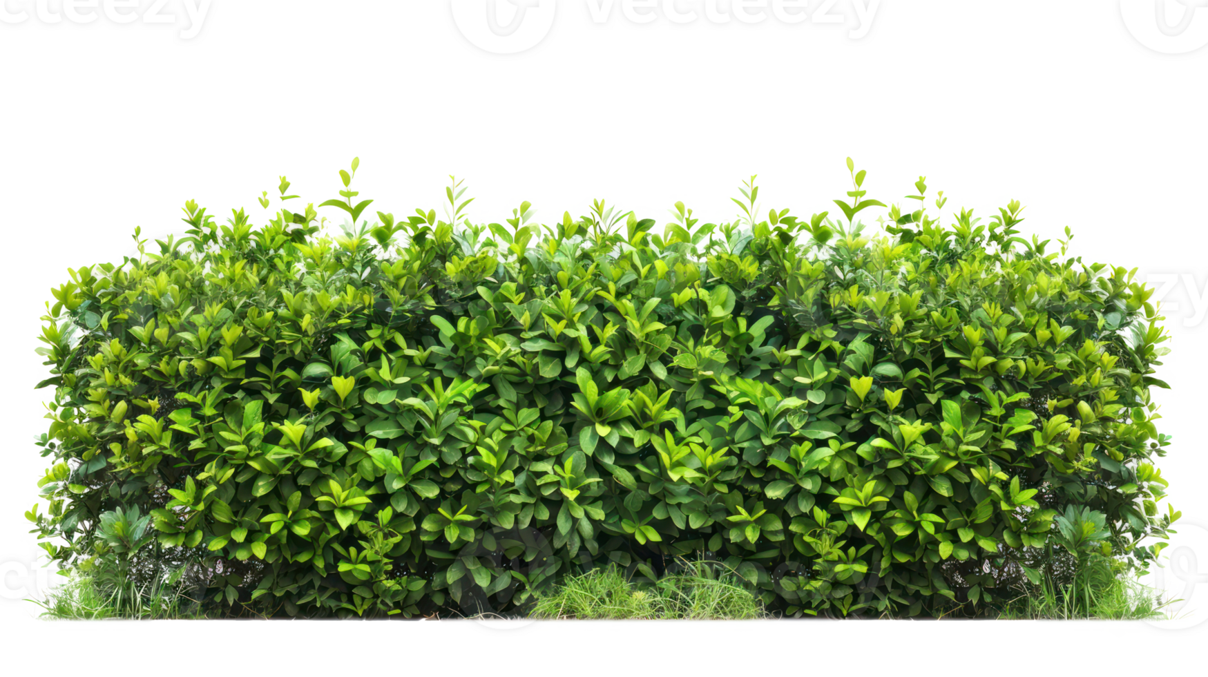 Green bush hedge isolate on transparency background png