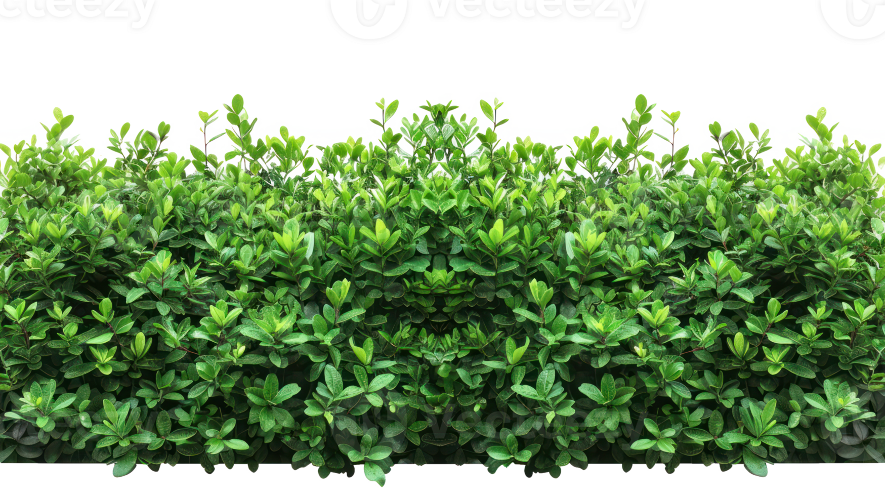 Green bush hedge isolate on transparency background png
